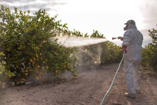 Best Local Pest Control Services  in Fillmore, CA