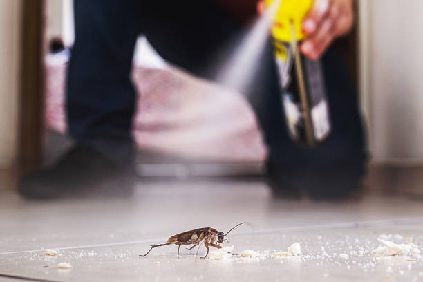 Best Wasp Removal Services  in Fillmore, CA