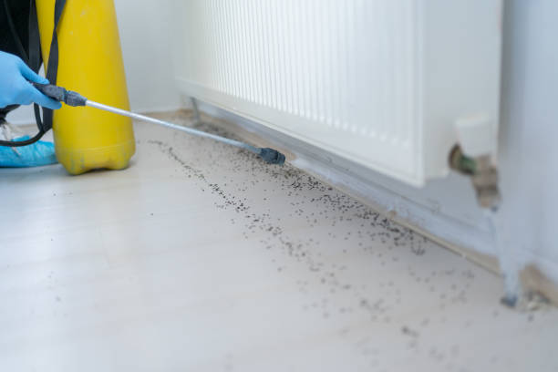 Best Mosquito Control Services  in Fillmore, CA